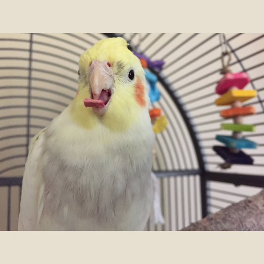 Chipper Mini - Small Bird Chew Toy