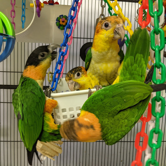 Gondola Swing – Basket Swing Toy for Small to Medium Birds
