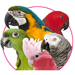 Bigger beaks