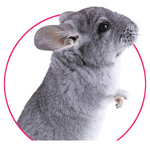 Chinchillas