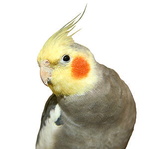 Cockatiel favorites