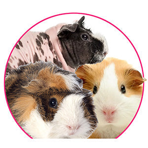 Guinea pigs