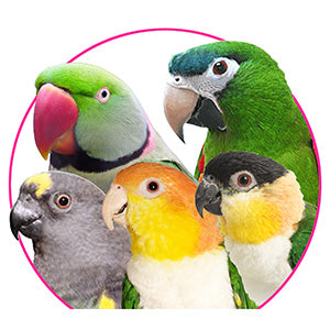 Medium beaks