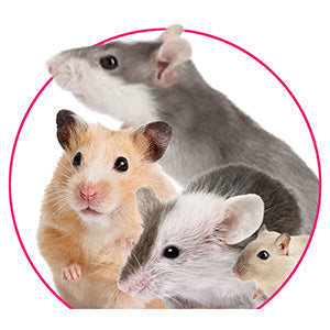 Mini pets