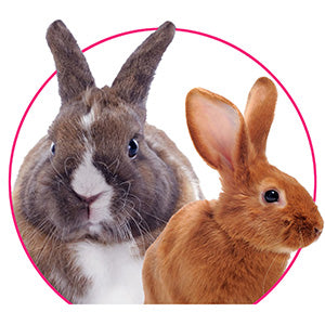 Rabbits