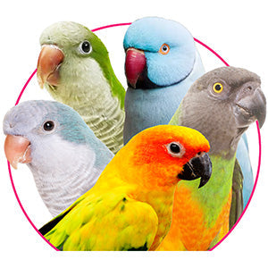 Little beaks