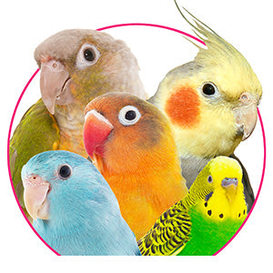 Tiny beaks