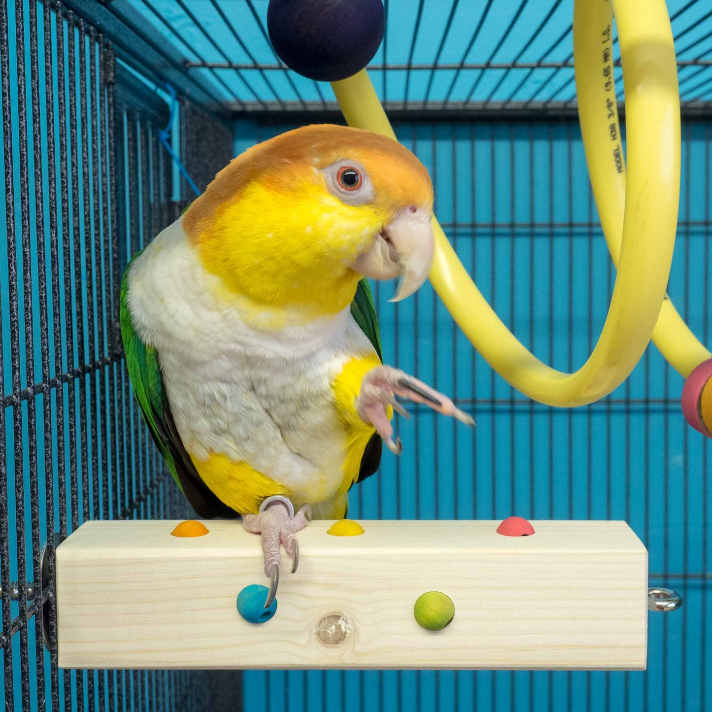 Caique parrot sitting on the beaded adventure perch. It's the perfect size perch for him.