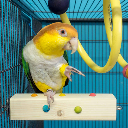 Caique parrot sitting on the beaded adventure perch. It's the perfect size perch for him.