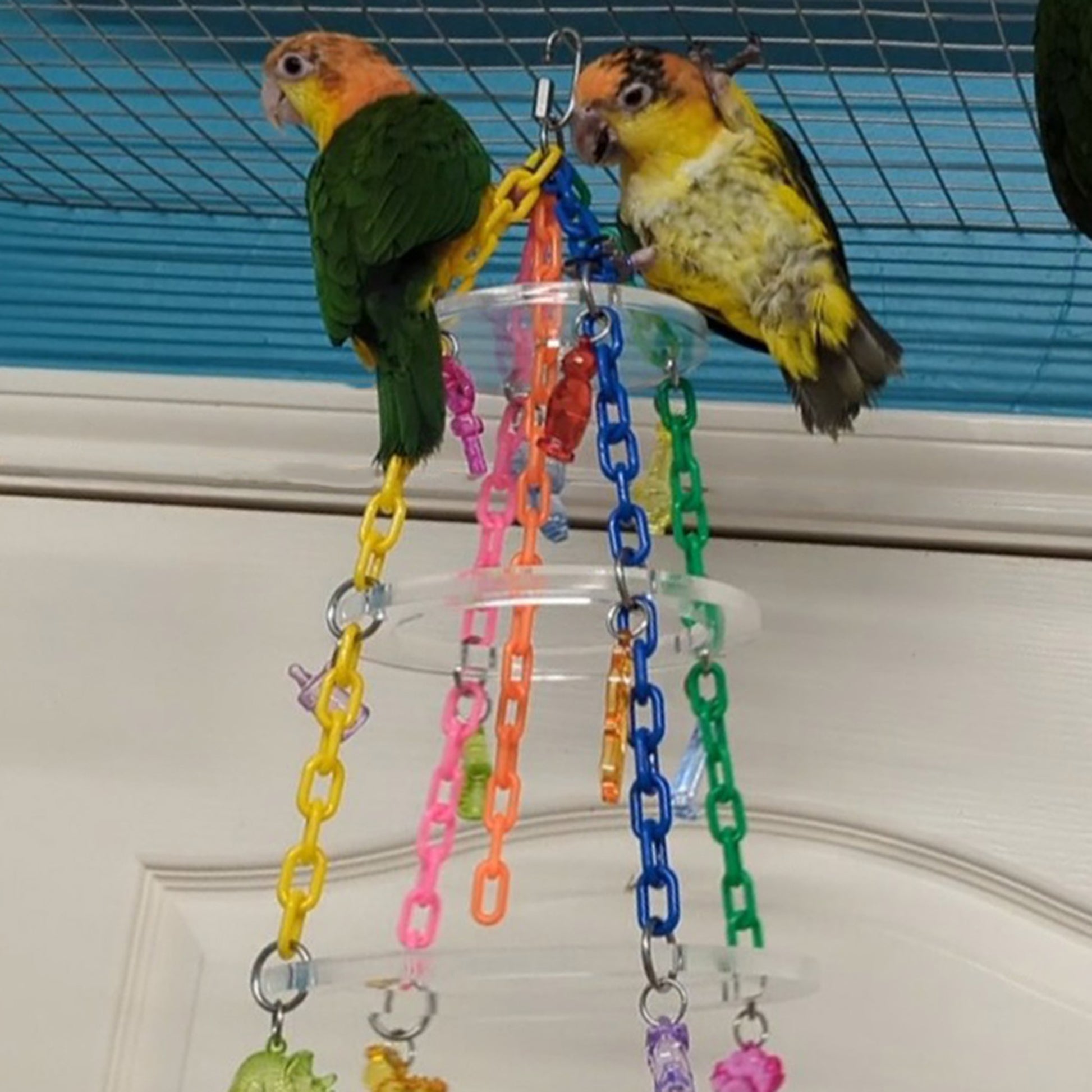 Two caiques play together on the hanging bird toy.