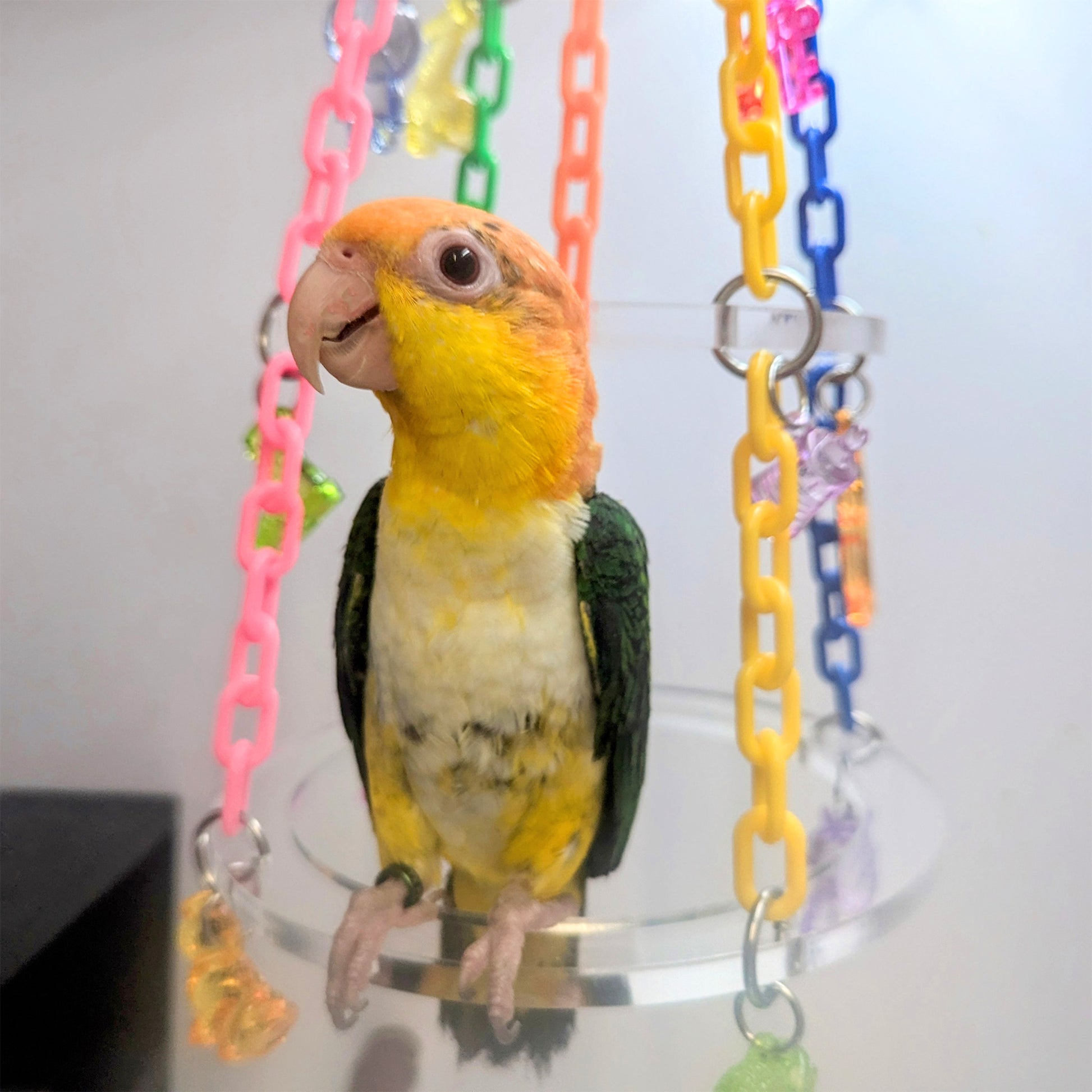 This bird toy is sized just right for the white-bellied caique perching on it's center ring.