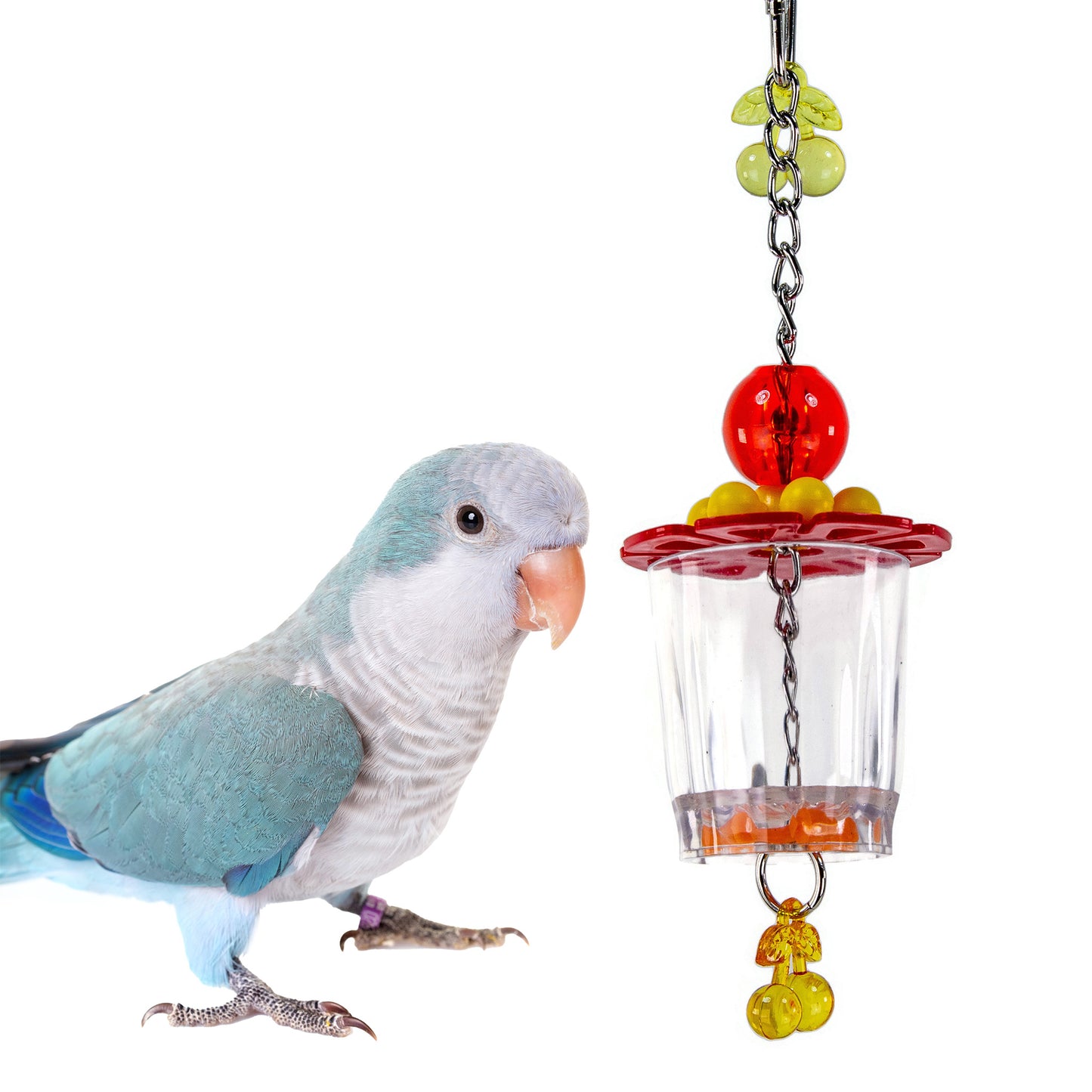 Blue Quaker Parakeet nest to a foraging toy with a clear cup and colorful beads and cherry charms.