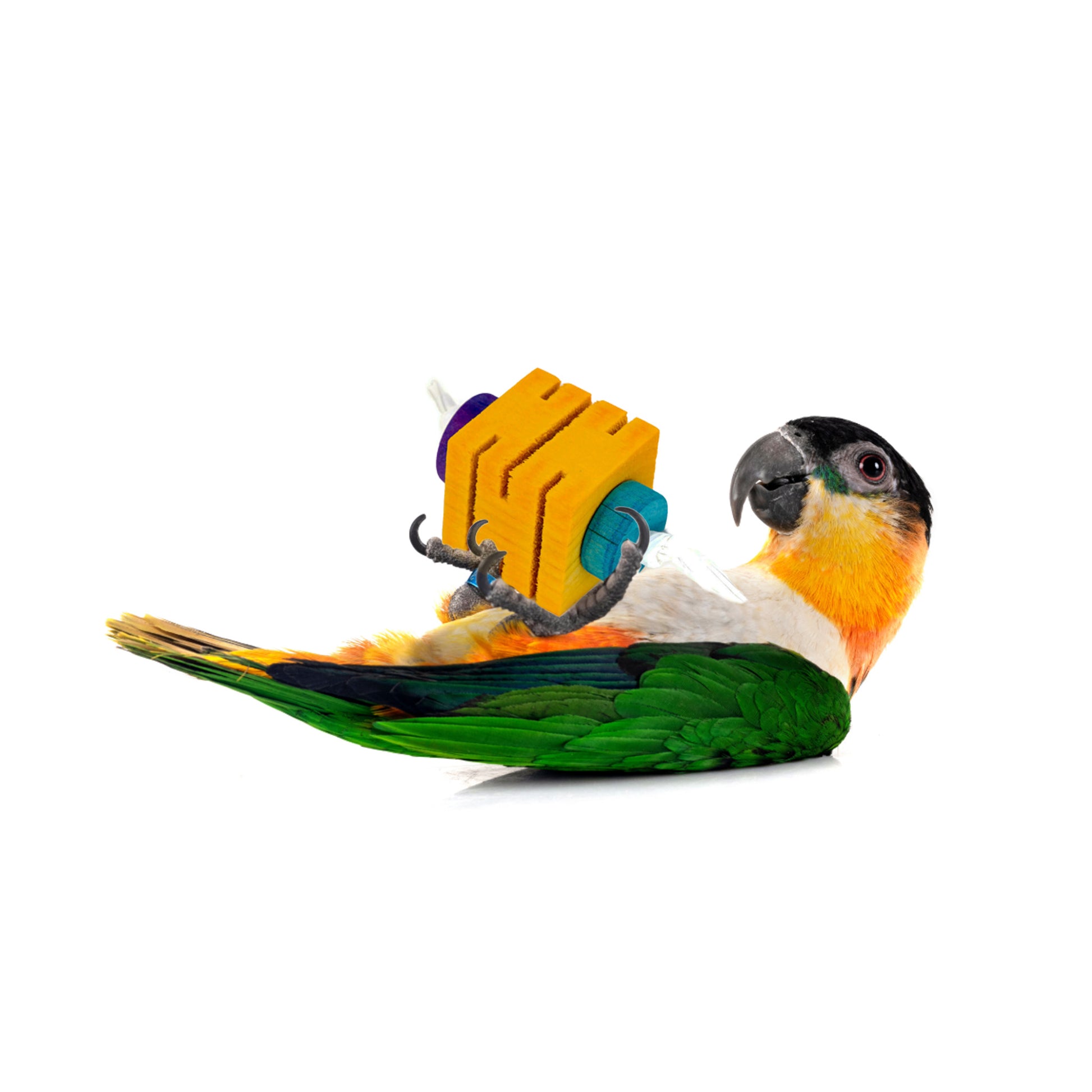 Caiques love to play on their backs and kick toys like these.