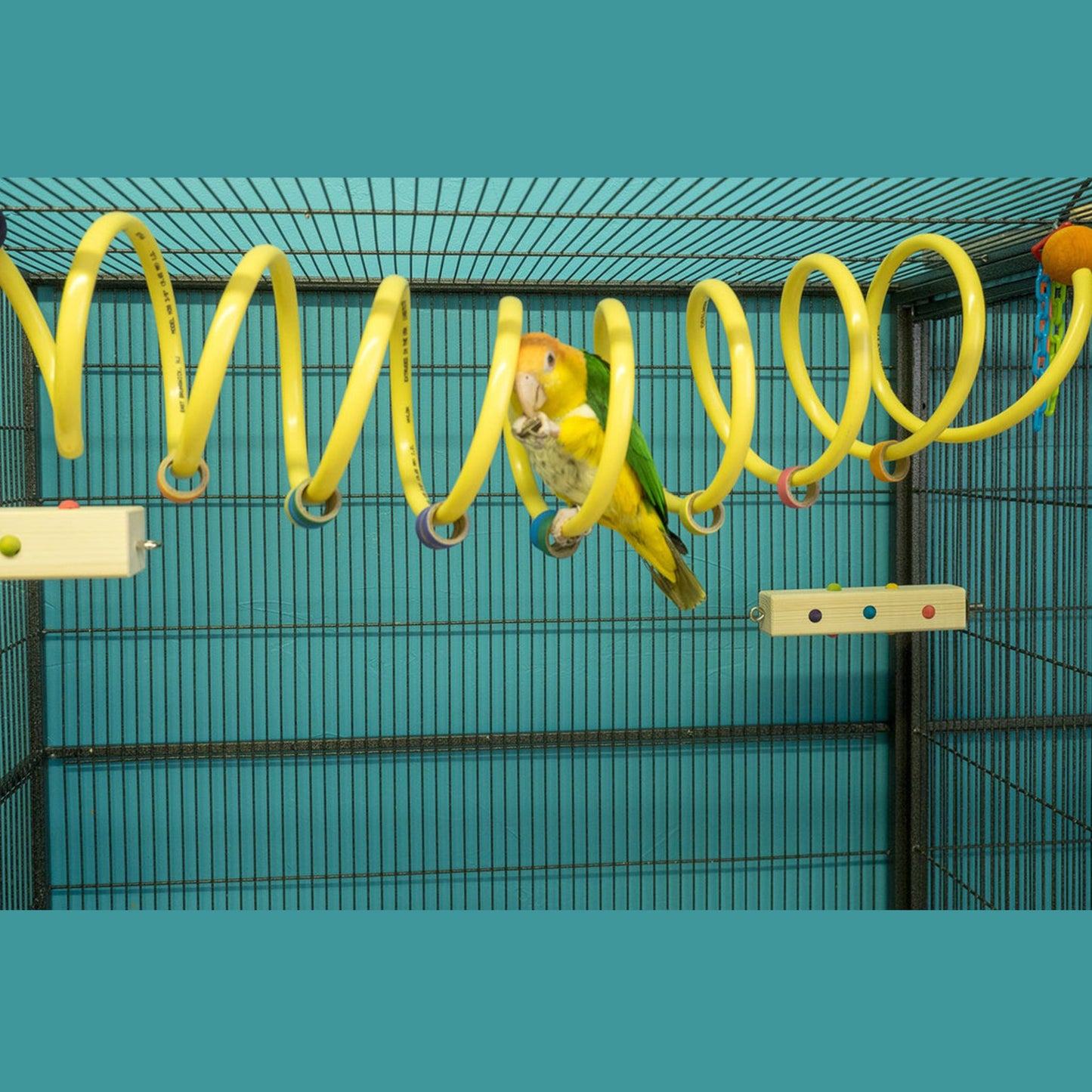 Large Curly Q Adventure Coil - Bird Toy, Parrot Perch