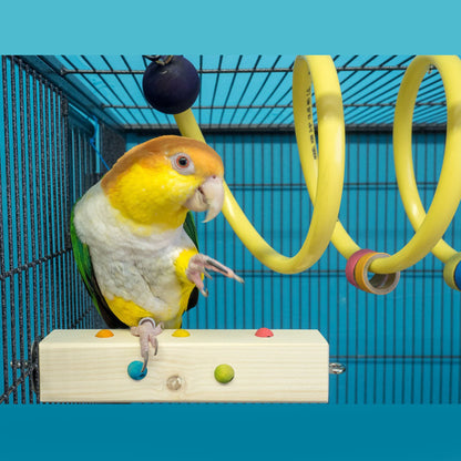 Large Curly Q Adventure Coil - Bird Toy, Parrot Perch