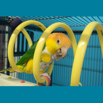 Large Curly Q Adventure Coil - Bird Toy, Parrot Perch