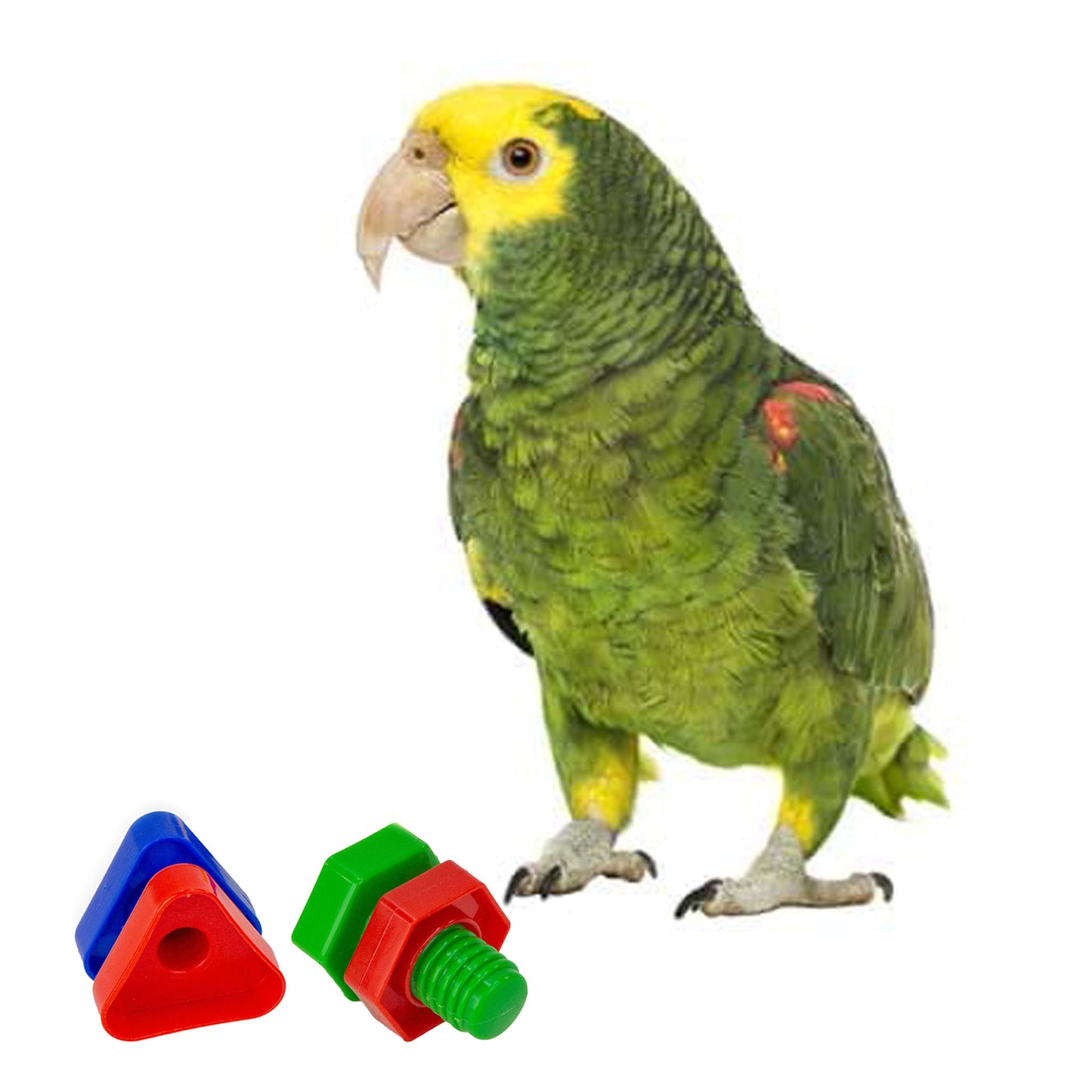 Amazon parrot with nuts and bolts toys .