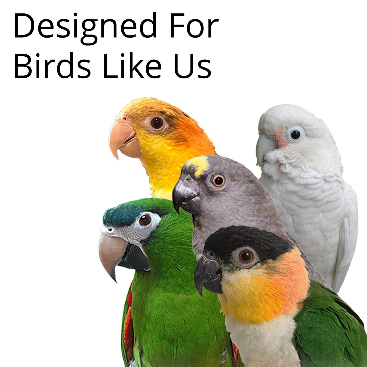 This bird toy is designed for caiques, mini macaws and similar sized birds.