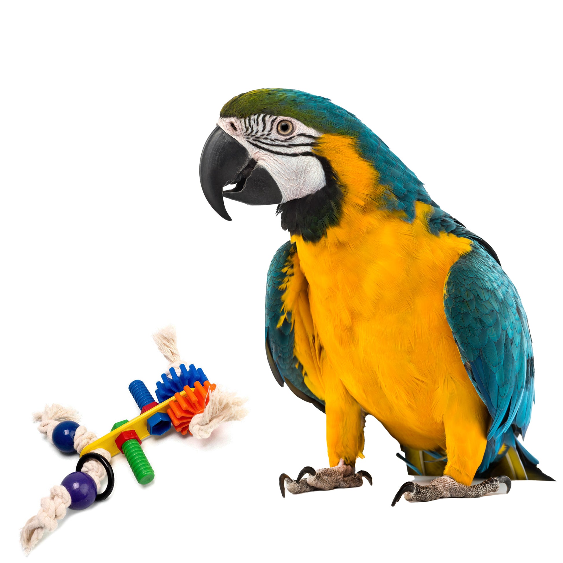 Colorful bird toy nuts and bolts that unscrew. Suitable for cockatoos and macaws.