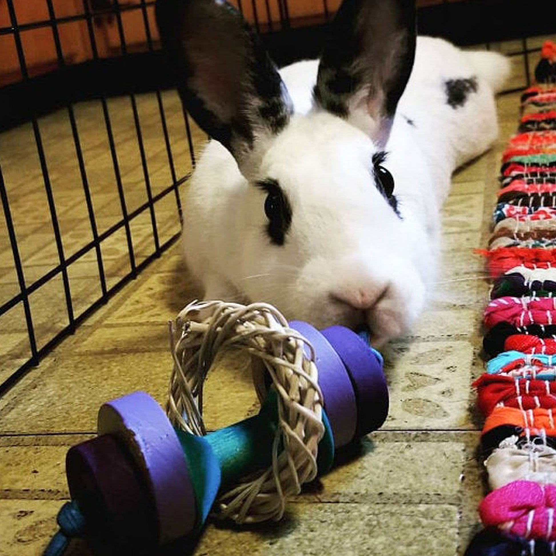 Bunny playing with a colorful toy in a pet enclosure.