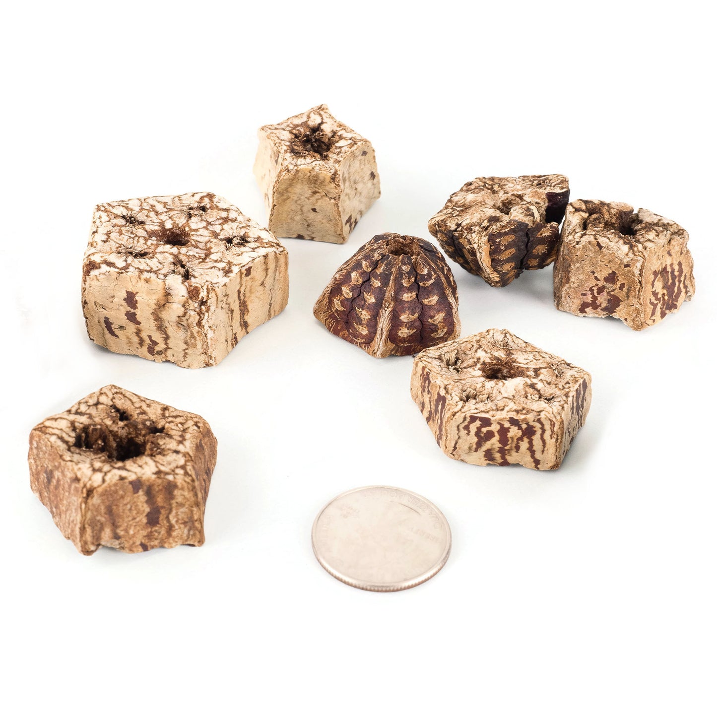 Mahogany Pod Slices for Bird Toys, Easy to Chew or Shred