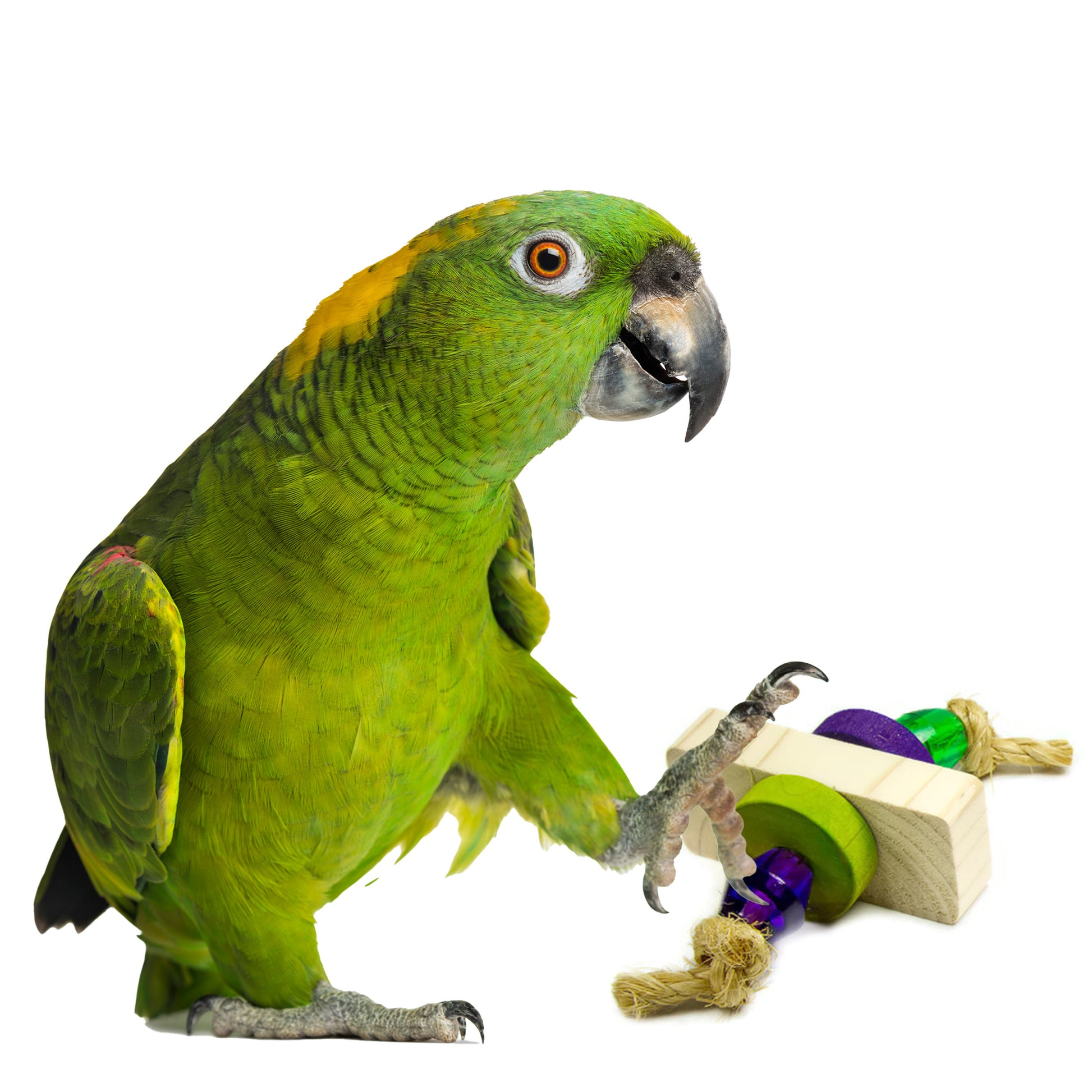 Green Amazon parrot playing with a Sparkle foot toy on a white background