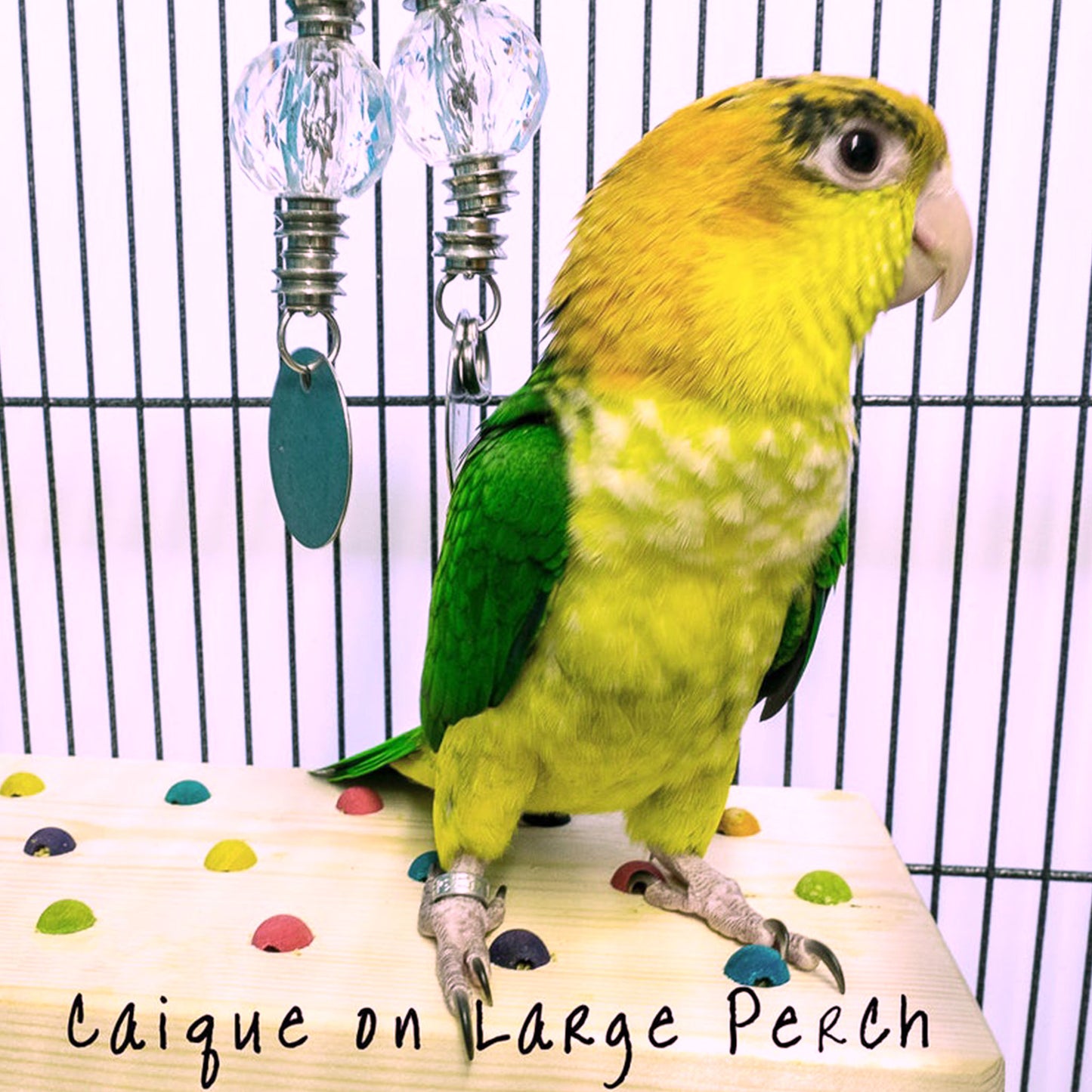 Small Beaded Platform Perch - Flat Perch, Great for Disabled or Handicapped Birds