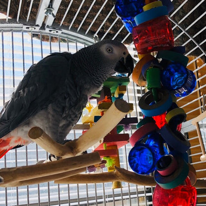 A customer photo showing an african grey standing on a perch next to the toy
