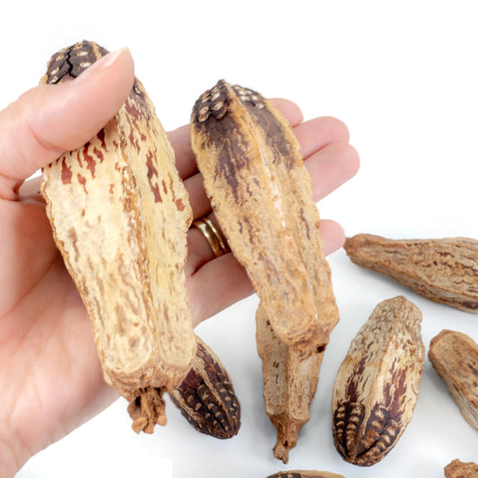 Hand holding mahogany pods for scale. Additional pods are laying in the background.