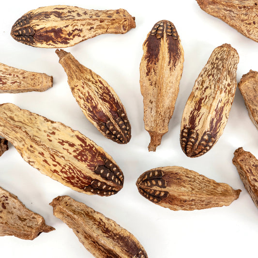 Dried brown mahogany pods on a white background